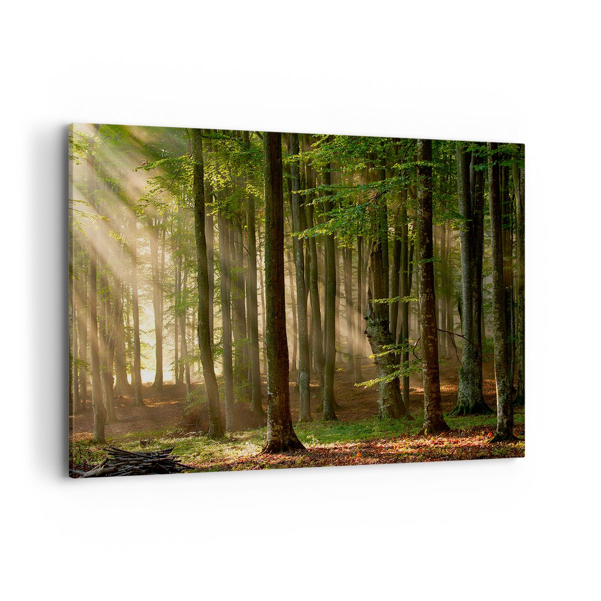 Obraz Na Płótnie - Las Drzewa Chrust  - 100X70 Cm - Aa100X70-3628