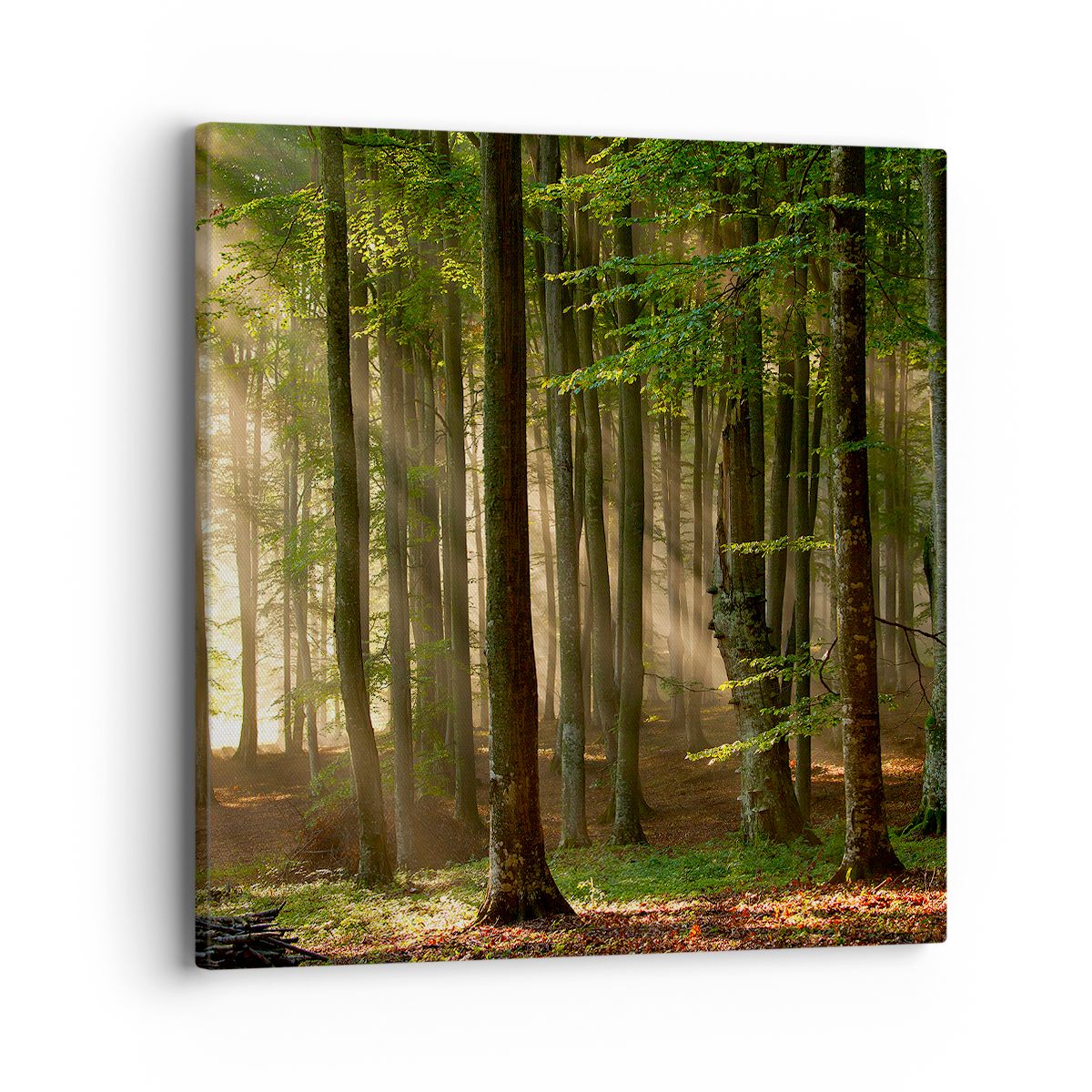 Obraz Na Płótnie - Las Drzewa Chrust  - 40X40 Cm - Ac40X40-3628