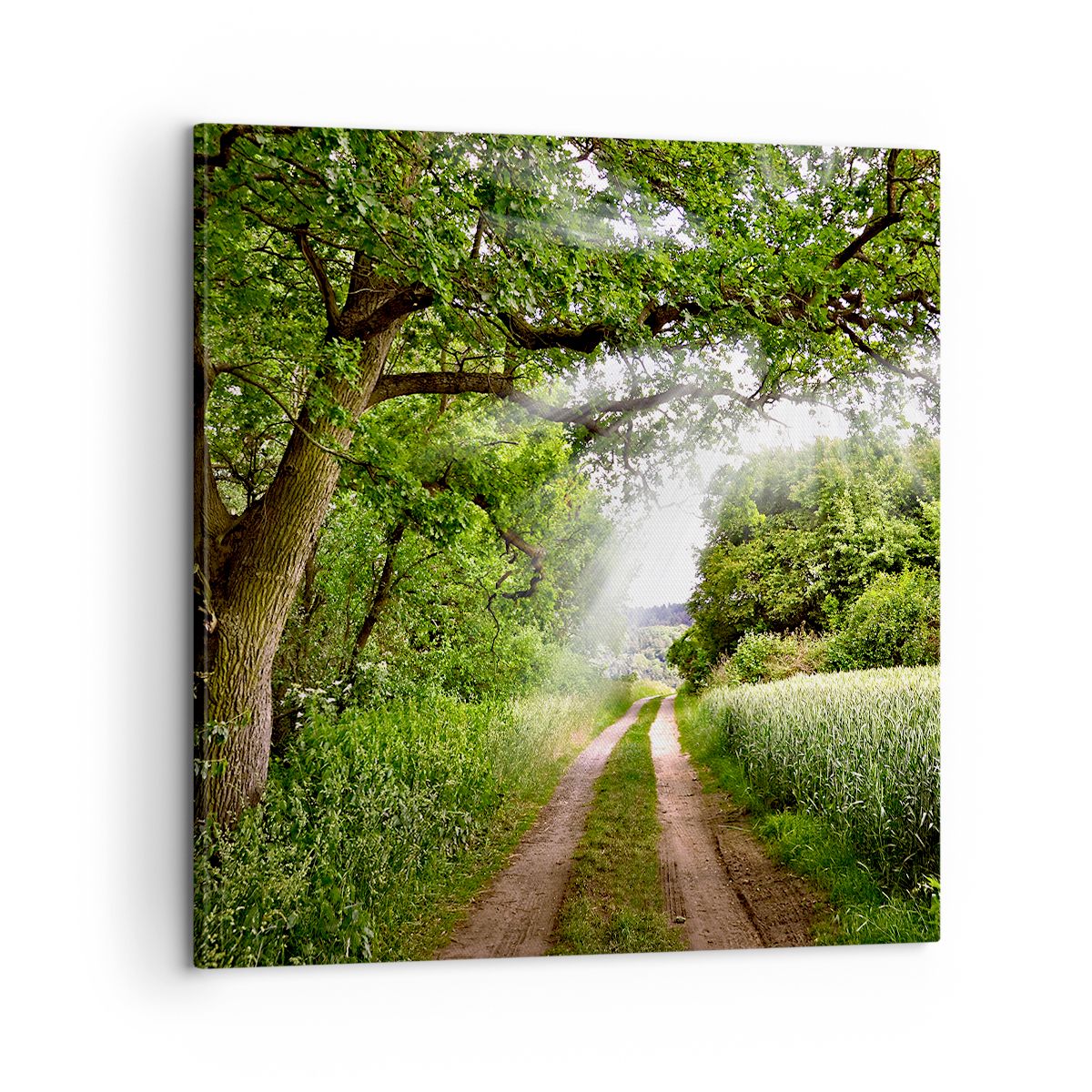 Obraz Na Płótnie - Las Pole Droga - 60X60 Cm - Ac60X60-2637