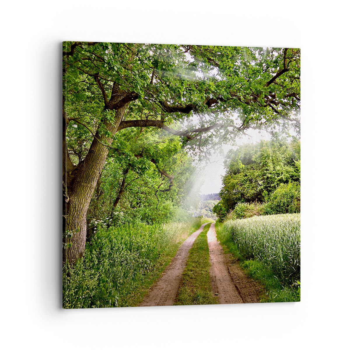 Obraz Na Płótnie - Las Pole Droga - 70X70 Cm - Ac70X70-2637