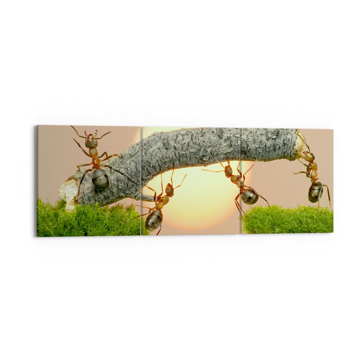 Obraz Na Płótnie - Przyroda Mrówka - 150X50 Cm - Ca150X50-2104