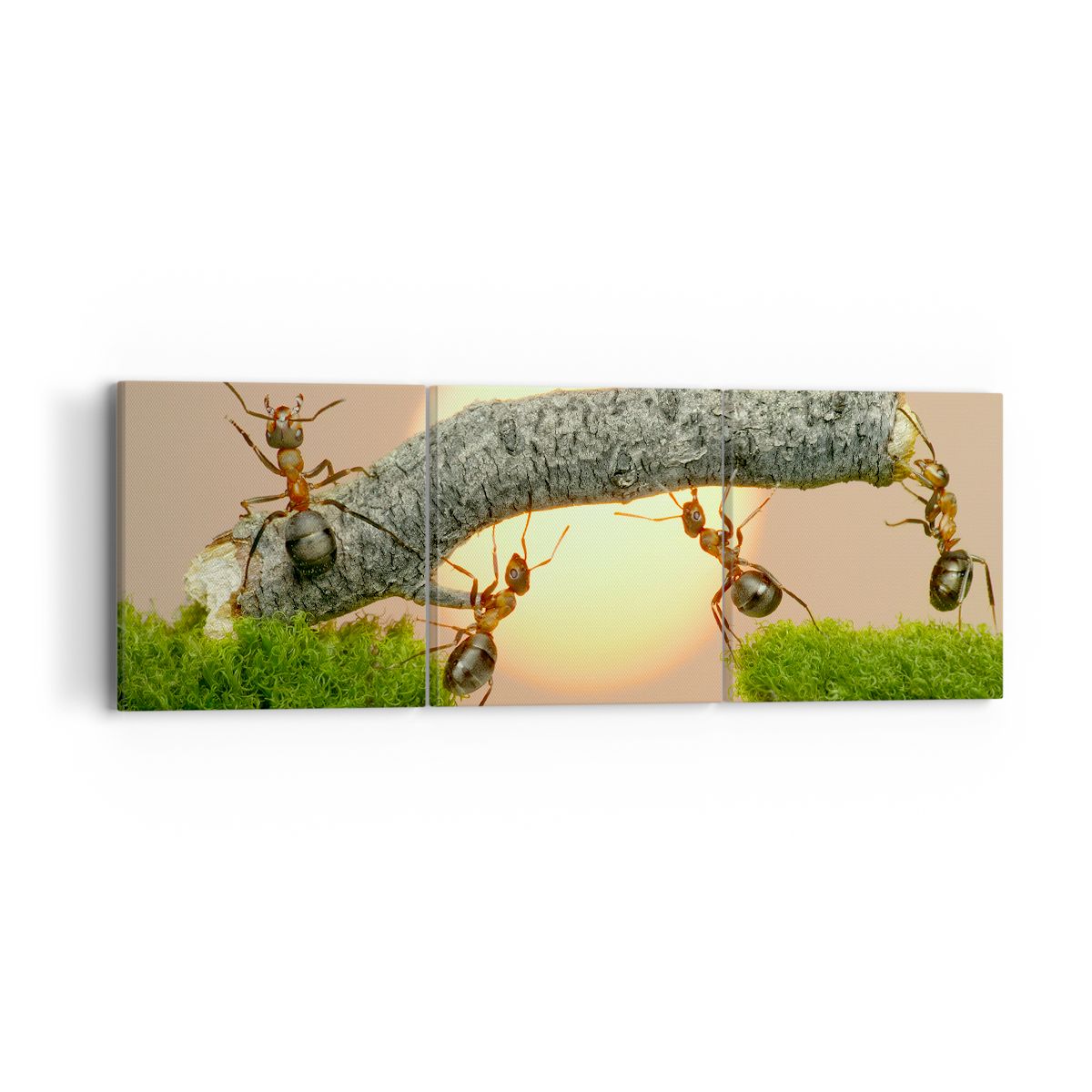 Obraz Na Płótnie - Przyroda Mrówka - 90X30 Cm - Ca90X30-2104