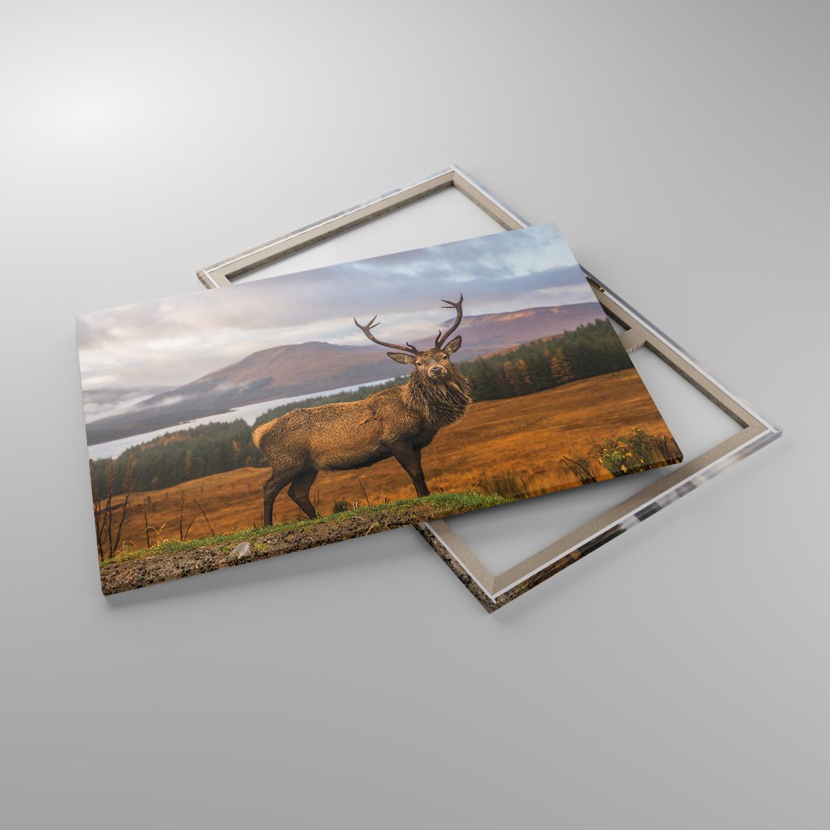 Obrazy Zwierzęta, Obrazy Jeleń, Obrazy Krajobraz, Obrazy Szkocja, Obrazy Góry