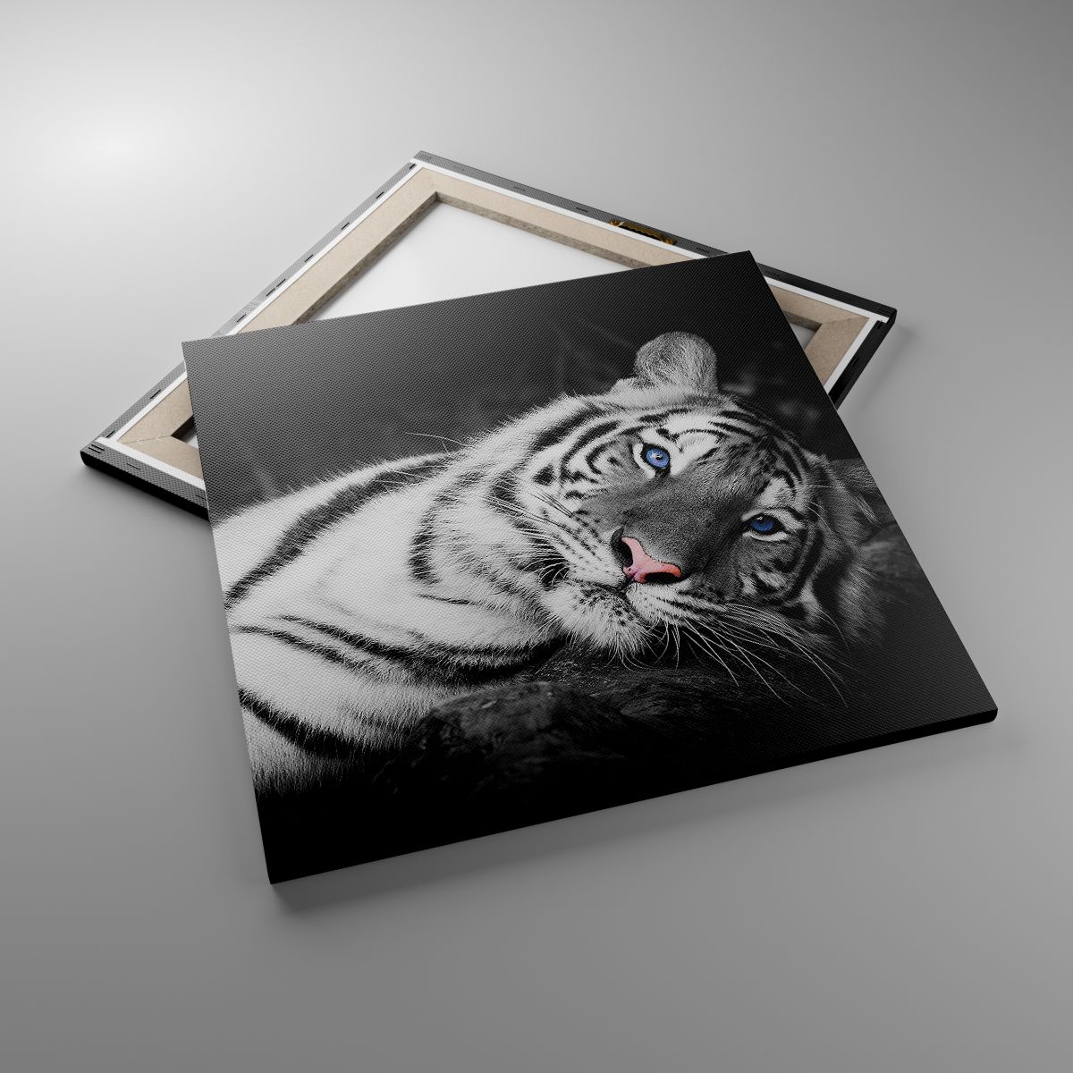 Obrazy Tygrys Biały, Obrazy Tygrys, Obrazy Zwierzęta, Obrazy Natura, Obrazy Czarno-Biały
