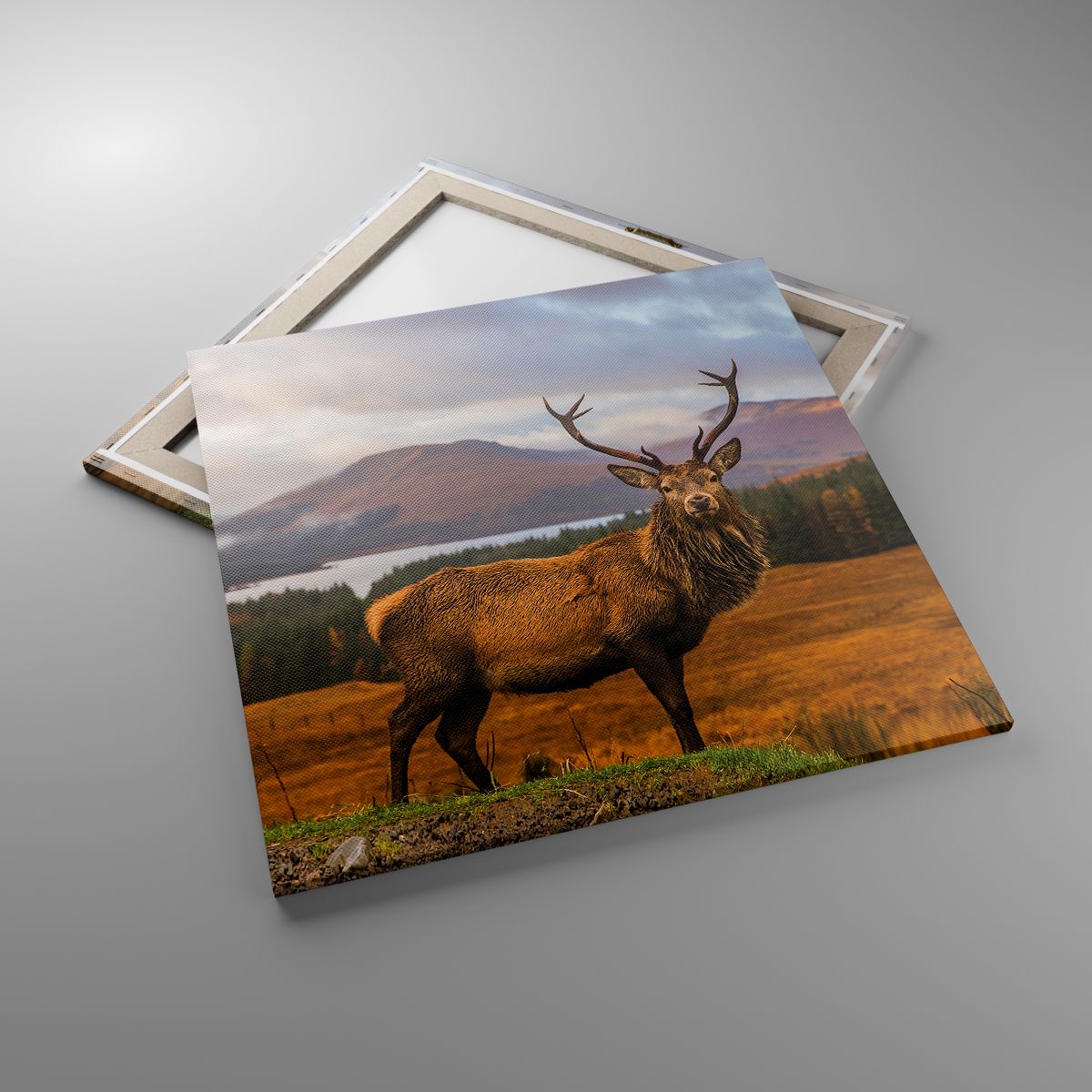 Obrazy Zwierzęta, Obrazy Jeleń, Obrazy Krajobraz, Obrazy Szkocja, Obrazy Góry