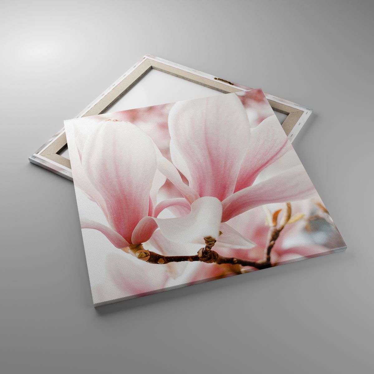 Obrazy Gałązka Magnolii, Obrazy Kwiat, Obrazy Magnolia, Obrazy Ogród, Obrazy Natura