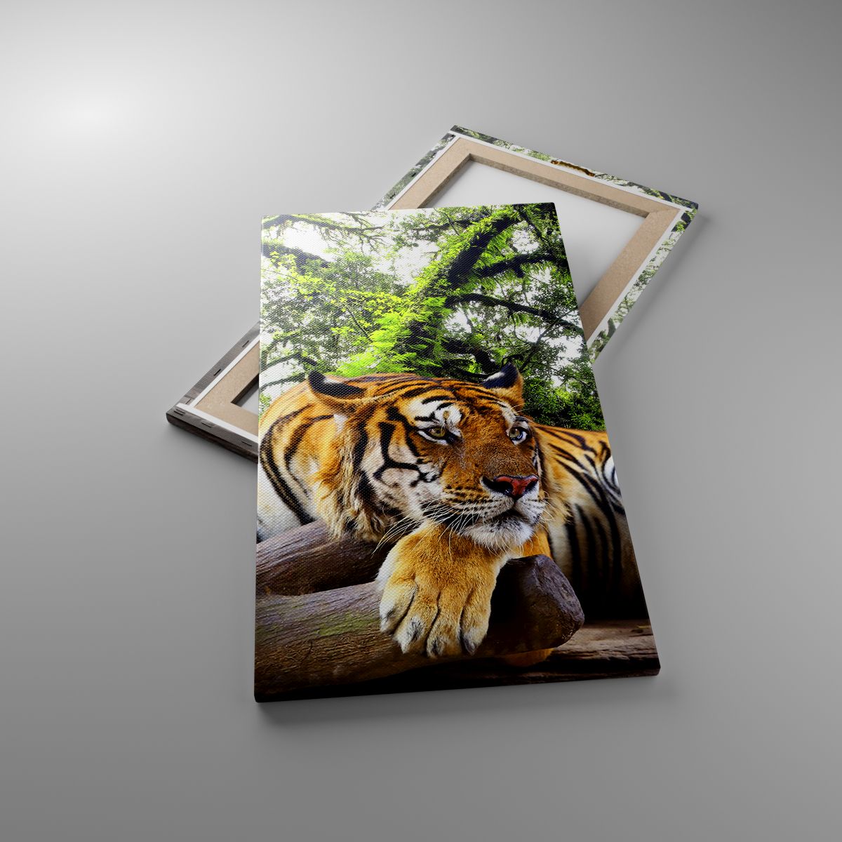 Obrazy Tygrys, Obrazy Zwierzęta, Obrazy Drapieżnik, Obrazy Natura, Obrazy Dżungla