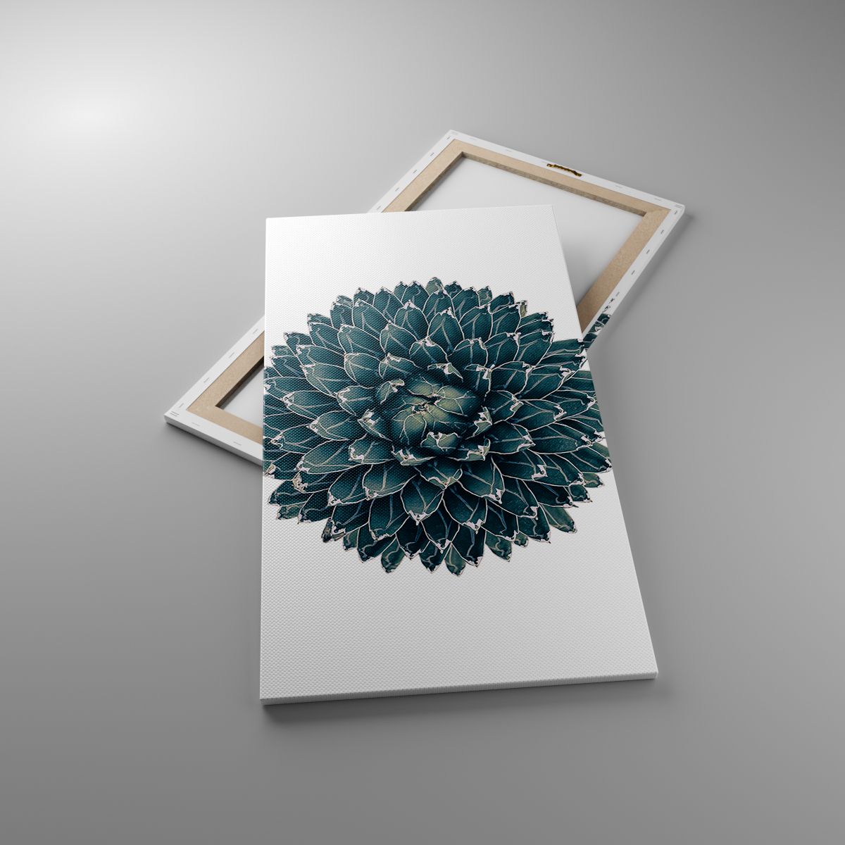 Obrazy Kaktus, Obrazy Agawa, Obrazy Grafika, Obrazy Kwiaty, Obrazy Botanika