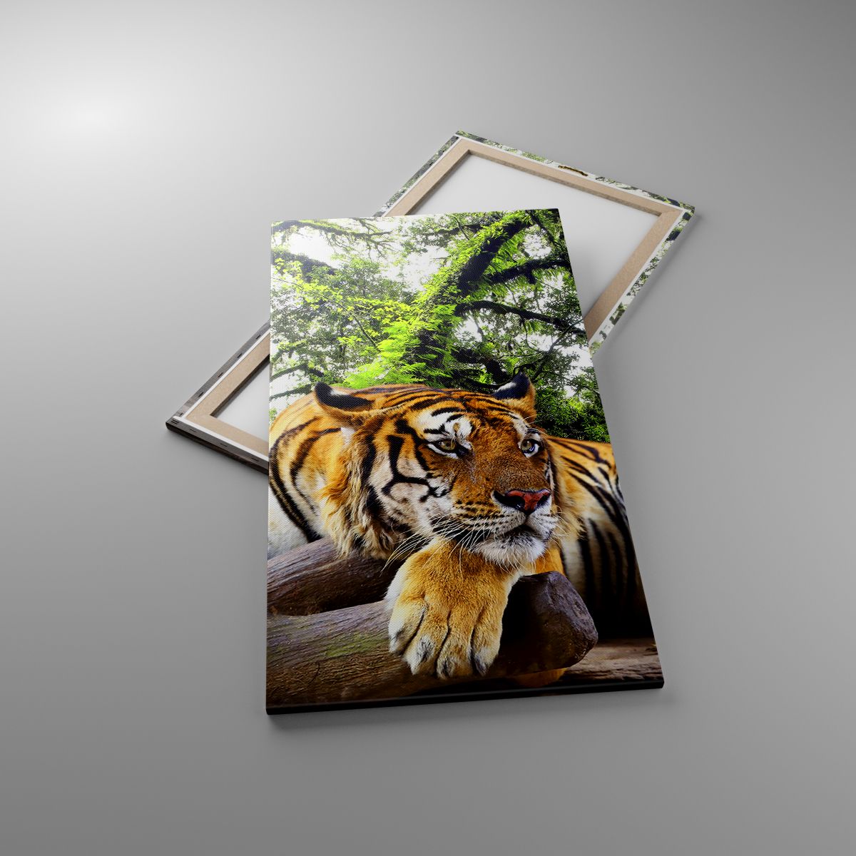 Obrazy Tygrys, Obrazy Zwierzęta, Obrazy Drapieżnik, Obrazy Natura, Obrazy Dżungla