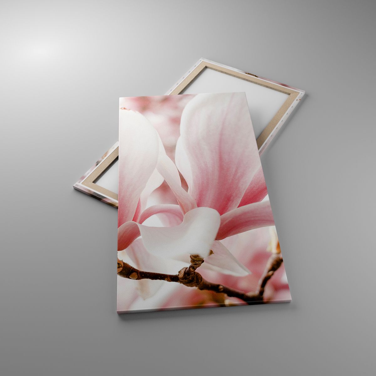 Obrazy Gałązka Magnolii, Obrazy Kwiat, Obrazy Magnolia, Obrazy Ogród, Obrazy Natura