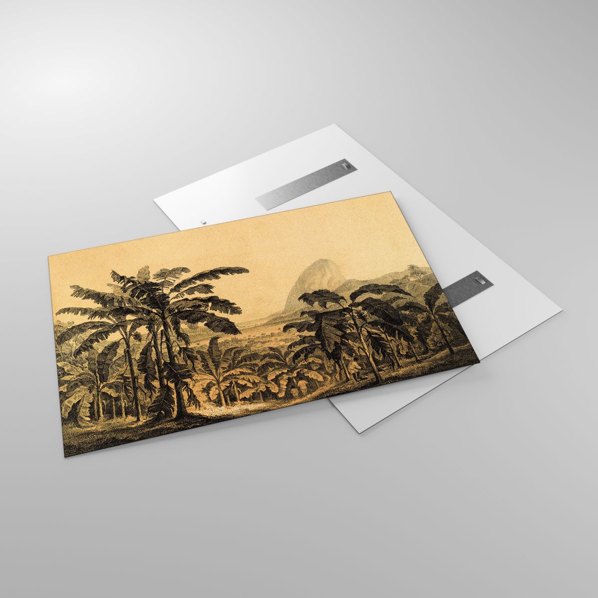 Obrazy Krajobraz, Obrazy Plantacja Bananów, Obrazy Bananowiec, Obrazy Roślina Tropikalna, Obrazy Sepia