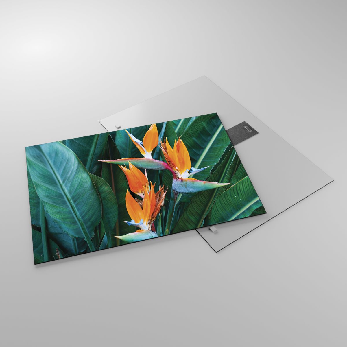 Glasbild Königliche Strelitzie, Glasbild Blume, Glasbild Afrika, Glasbild Tropen, Glasbild Exotische Pflanze