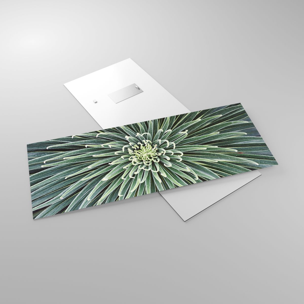 Glass picture  Agave Flower, Glass picture  Agave, Glass picture  Flowers, Glass picture  Tropics, Glass picture  Exotic