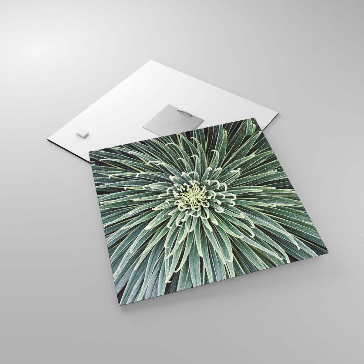 Glass picture  Agave Flower, Glass picture  Agave, Glass picture  Flowers, Glass picture  Tropics, Glass picture  Exotic