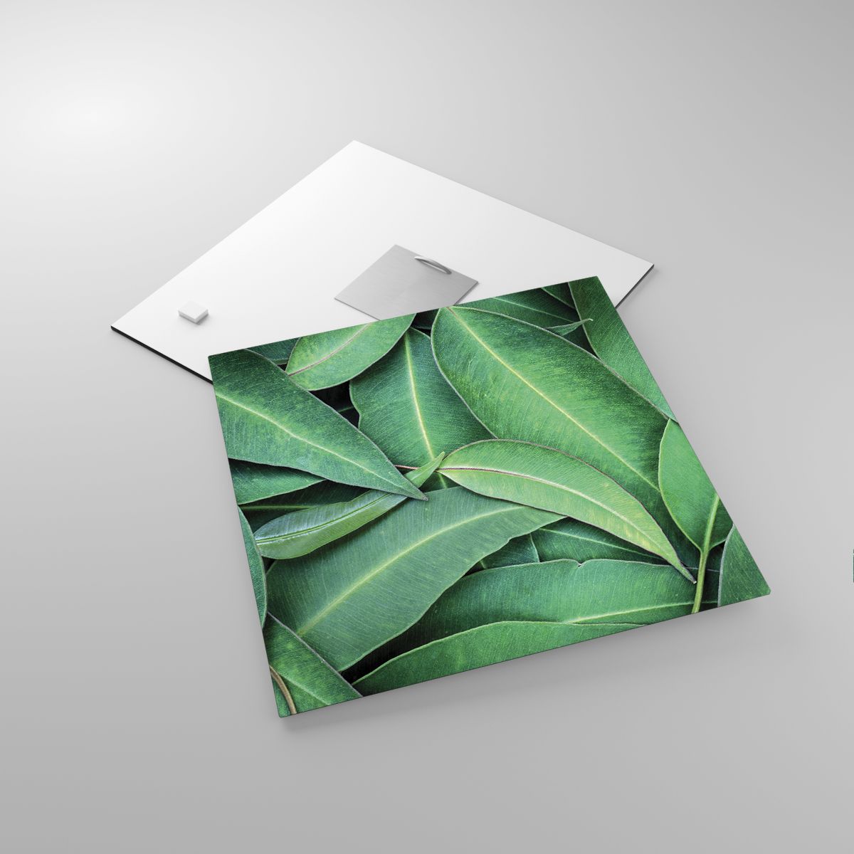 Glasbild Laub, Glasbild Eukalyptus, Glasbild Natur, Glasbild Tropische Pflanze, Glasbild Flora