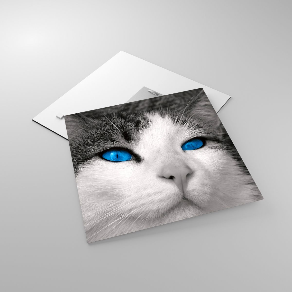Glasbild Tiere, Glasbild Katze, Glasbild Blaue Augen, Glasbild Freund, Glasbild Schwarz Und Weiß