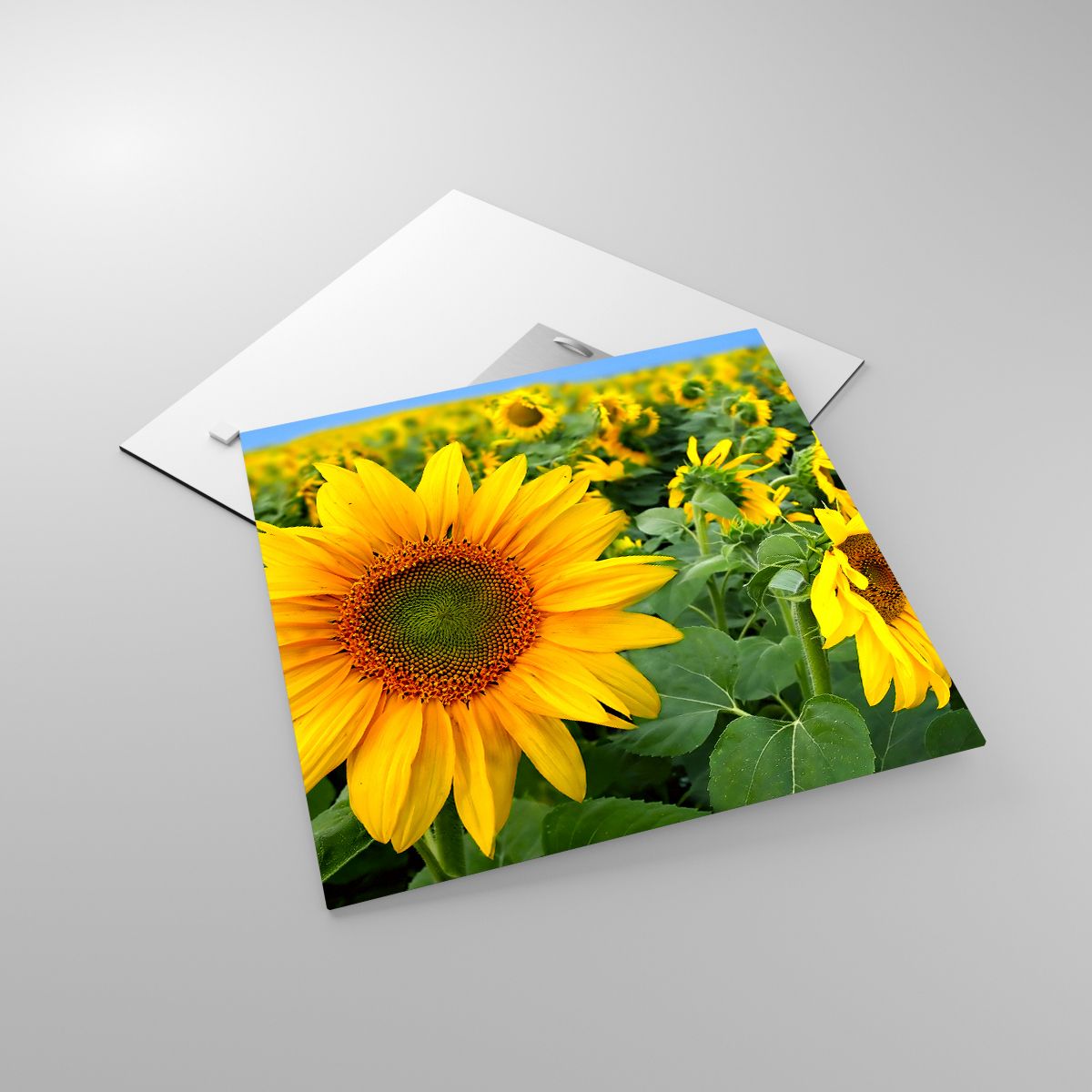 Glasbild Blumen, Glasbild Sonnenblumen, Glasbild Natur, Glasbild Garten, Glasbild Gelbe Blumen
