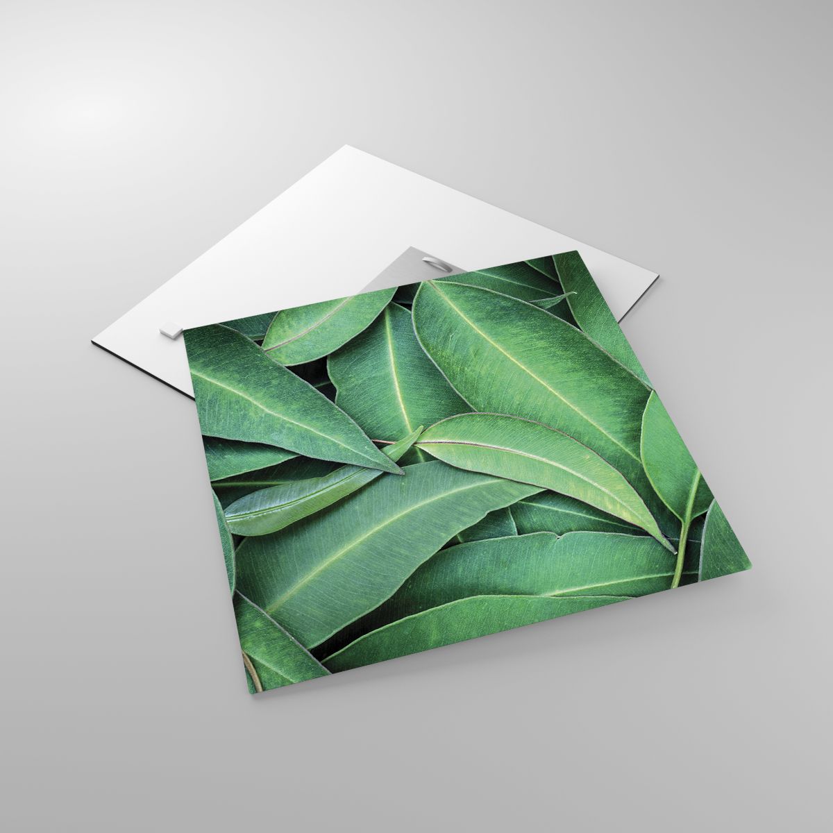 Glasbild Laub, Glasbild Eukalyptus, Glasbild Natur, Glasbild Tropische Pflanze, Glasbild Flora
