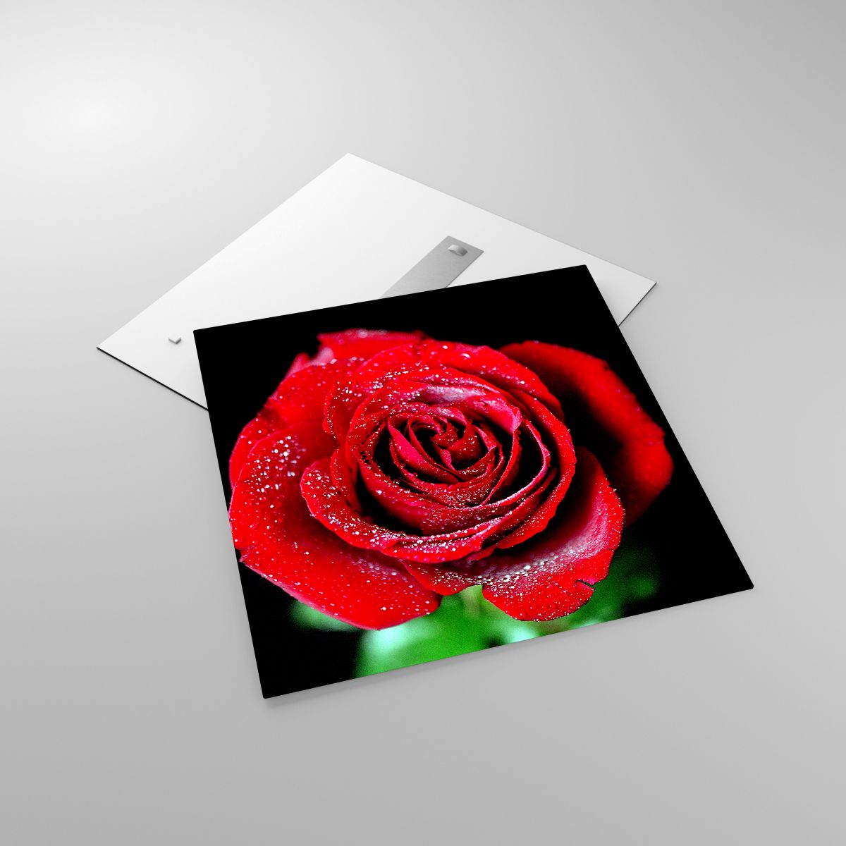 Glasbild Blumen, Glasbild Rote Rose, Glasbild Rosenblätter, Glasbild Liebe, Glasbild Wassertropfen