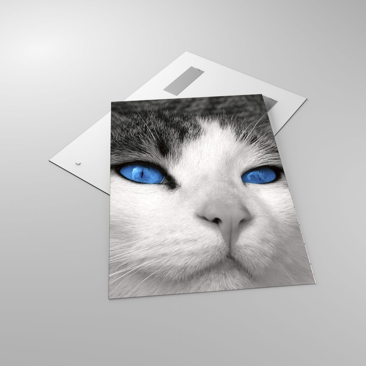 Glasbild Tiere, Glasbild Katze, Glasbild Blaue Augen, Glasbild Freund, Glasbild Schwarz Und Weiß
