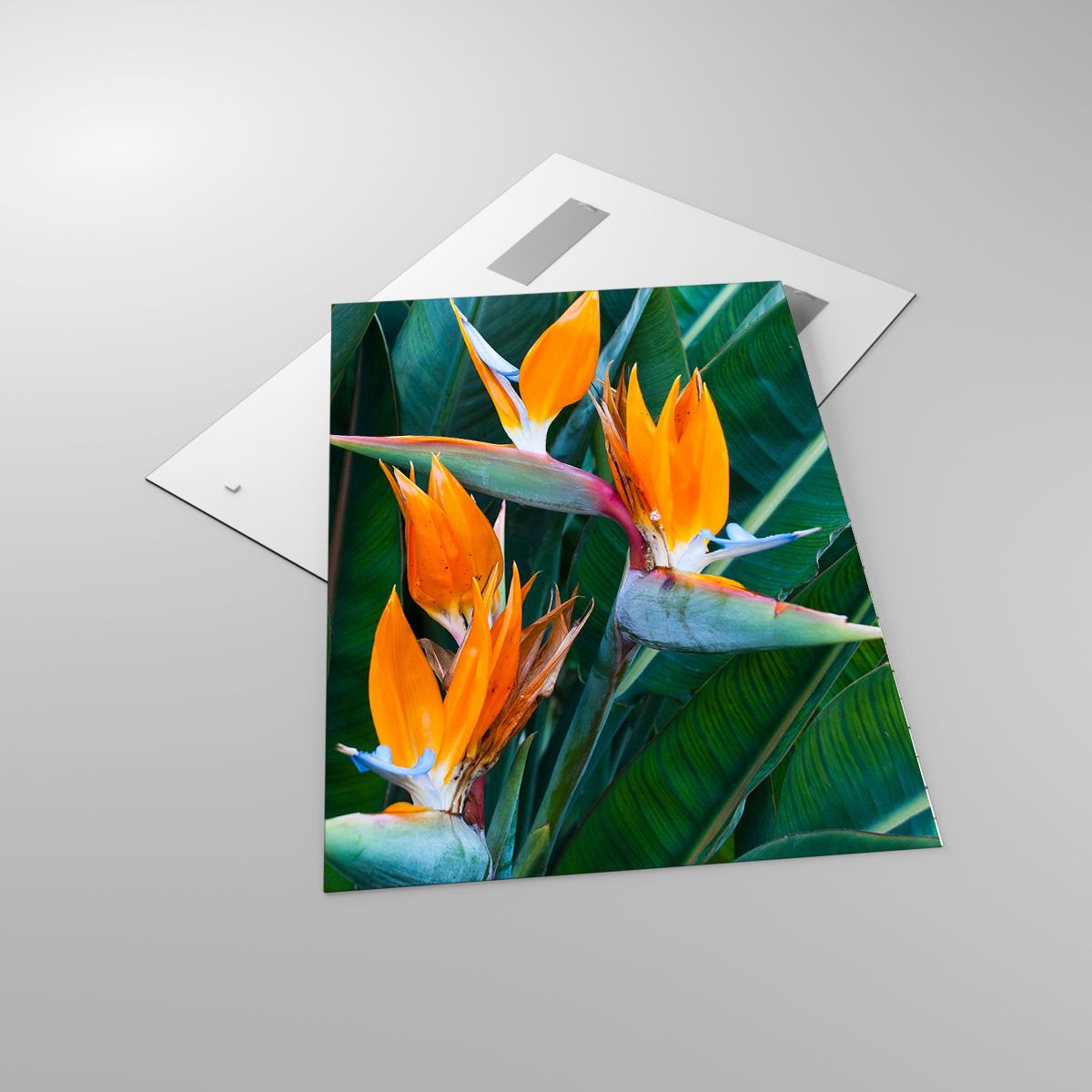 Glasbild Königliche Strelitzie, Glasbild Blume, Glasbild Afrika, Glasbild Tropen, Glasbild Exotische Pflanze